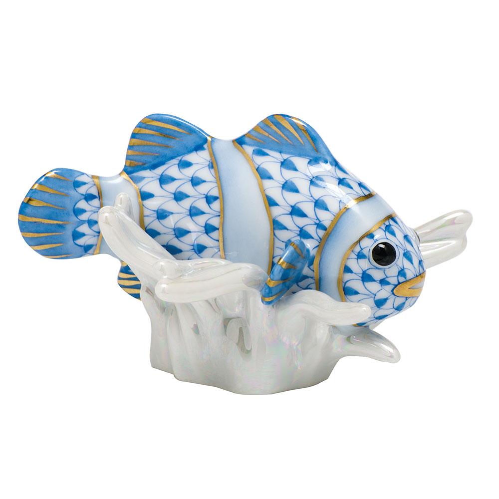 Clownfish