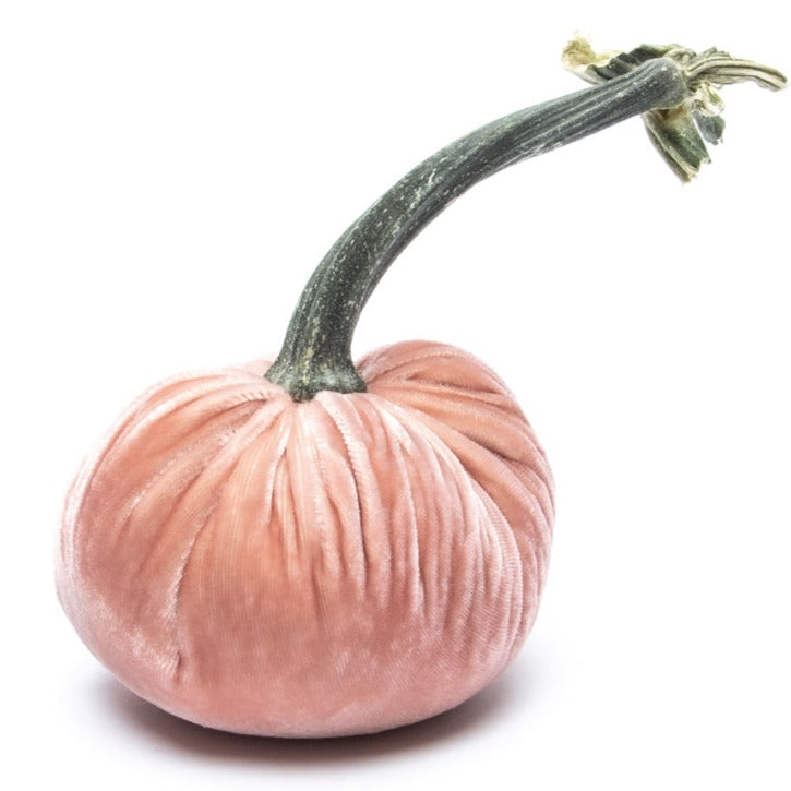 Silk Velvet Pumpkin by Hot Skwash