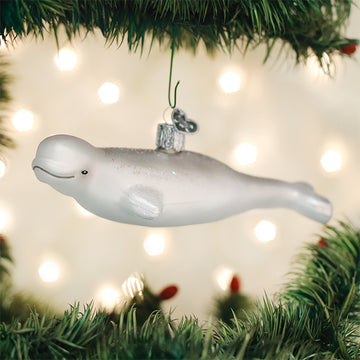 Beluga Whale