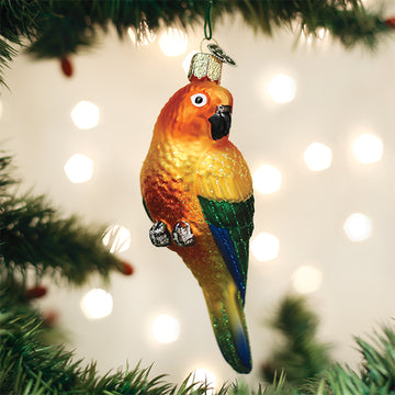 Sun Conure