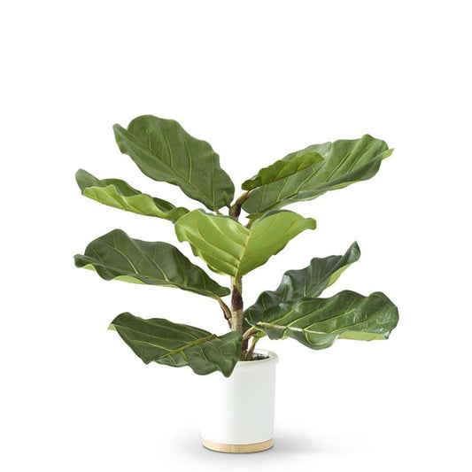 Fiddle Fig Tree in Pot