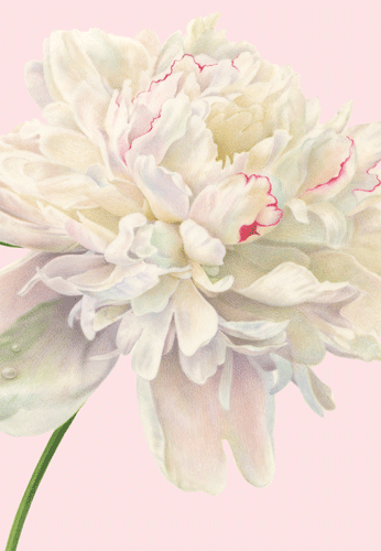 Duchess Eday Engagement Card