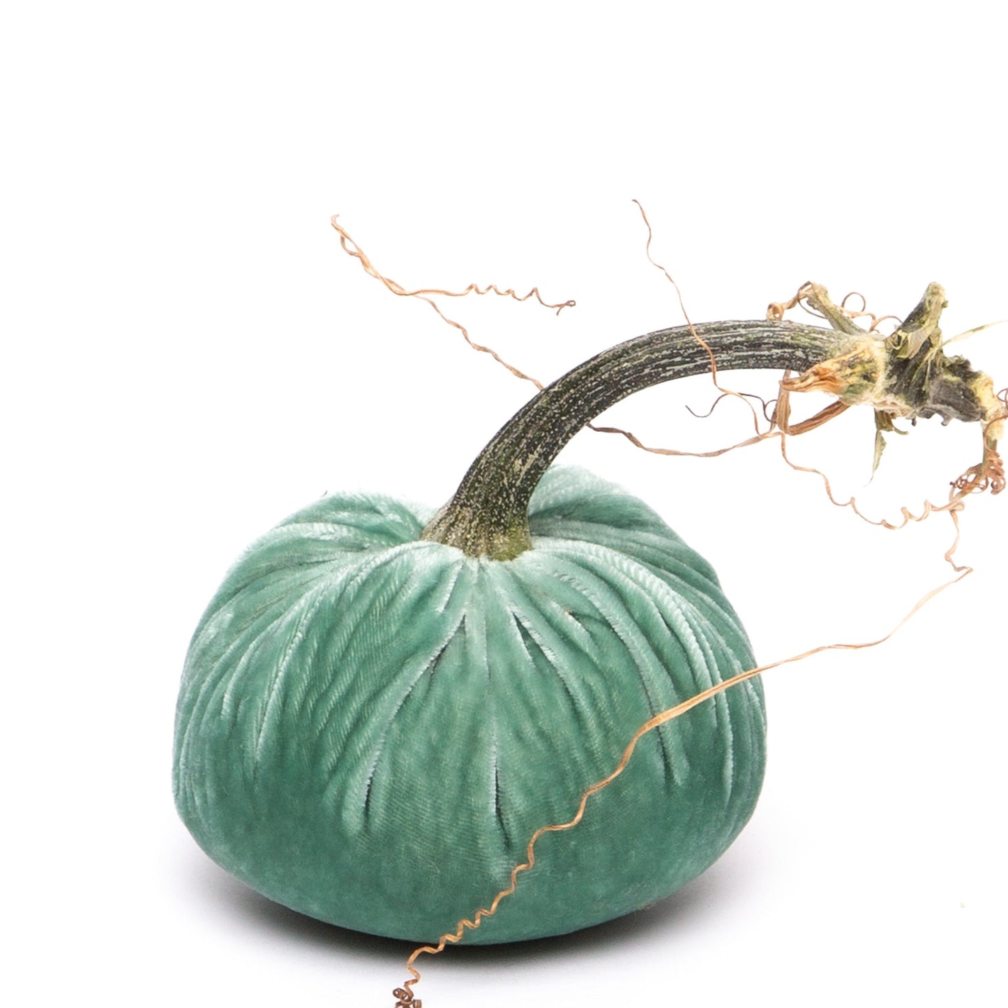 Silk Velvet Pumpkin by Hot Skwash