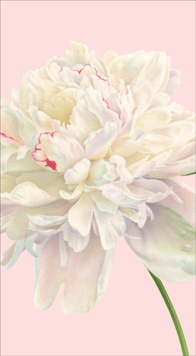 Duchess Peonies Blush Guest